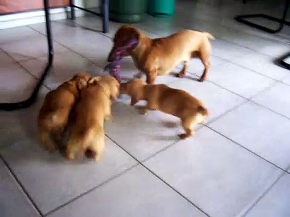 Miniature Dachshund Pups (7 weeks) & Dad play Tug of war
