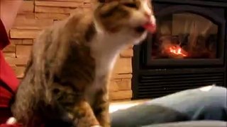 Quirky Cat Bathes Without Sight