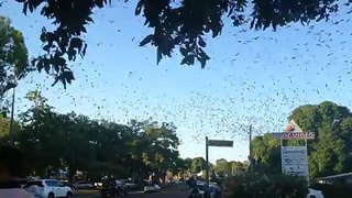 Batty Visitors Invade Australian Town