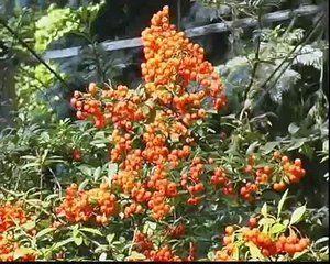 Чернівці - це моє місто!