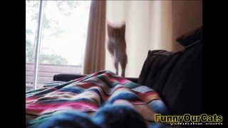 Funny cats compilation 2015 - Turbo Funny Cats Compilation Videos