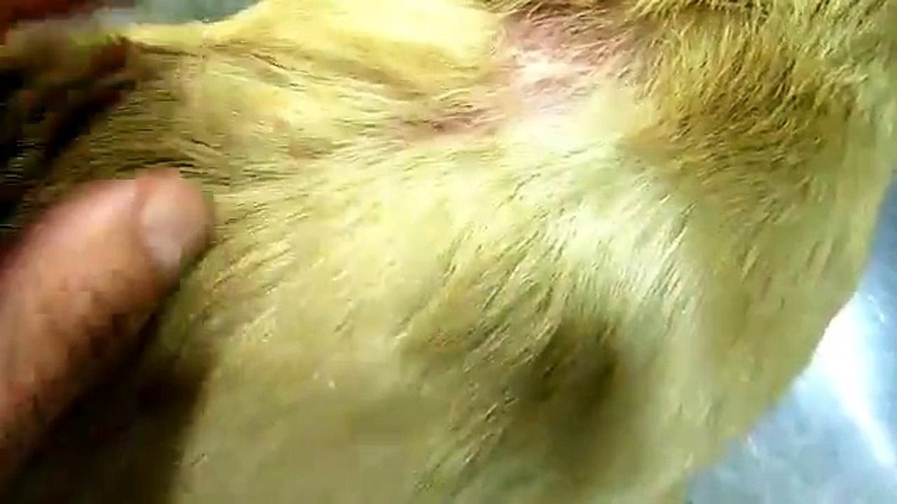 Andrew the abused puppy burned with acid