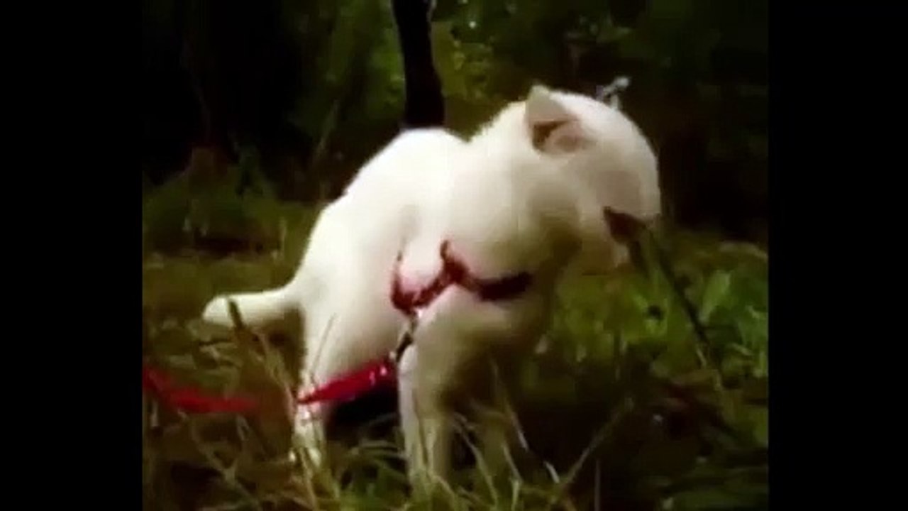 Поймала приход !))смешные коты! смешные животные!  / fun! funny animals!  funny cats! humor!