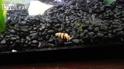 Snails having sex - Day 2