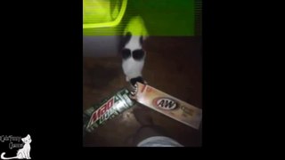 Funny cats compilation 2015 - Epic funny cats 2015