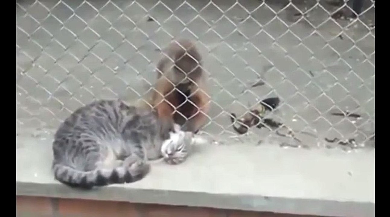 Массажист!)))смешные коты! приколы! смешные животные!  / fun! funny animals!  funny cats! humor!