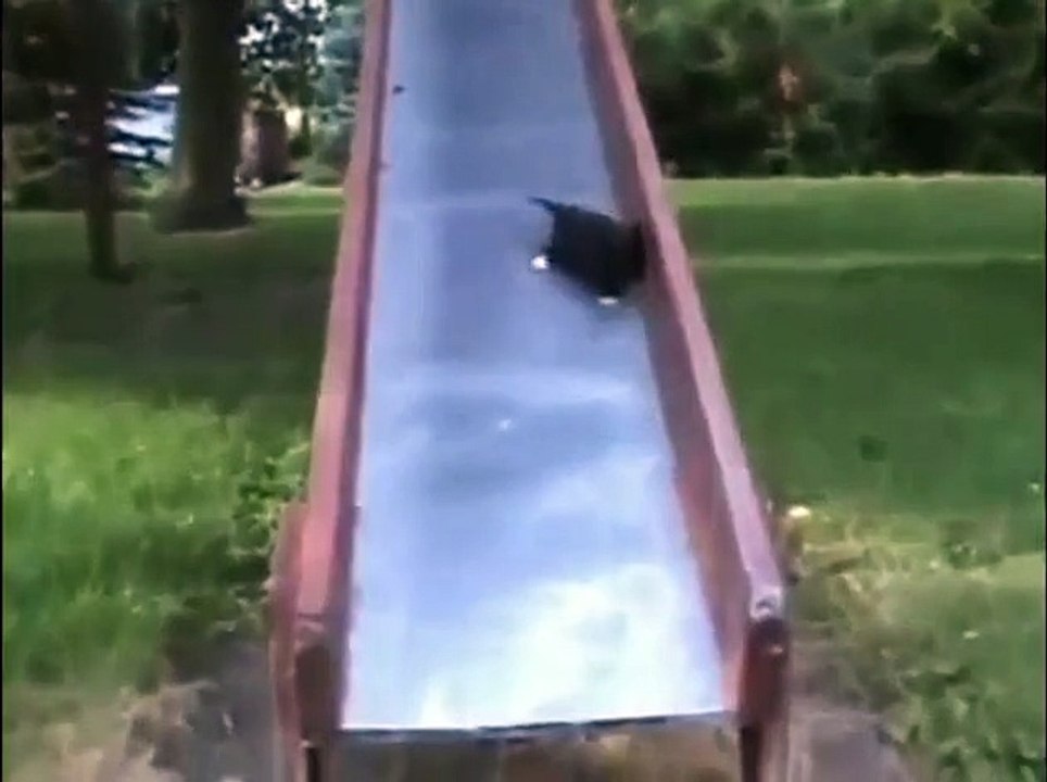 Funny animals 8    Смешные животные 8