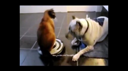 Достану  получишь !)) смешные коты!  смешные животные!  / fun! funny animals!  funny cats! humor!