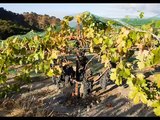 Toucan Wines Harvest 2007