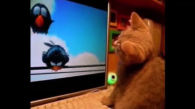 Котенок и мультик !))смешные коты! смешные животные! / fun! funny animals! funny cats! humor!