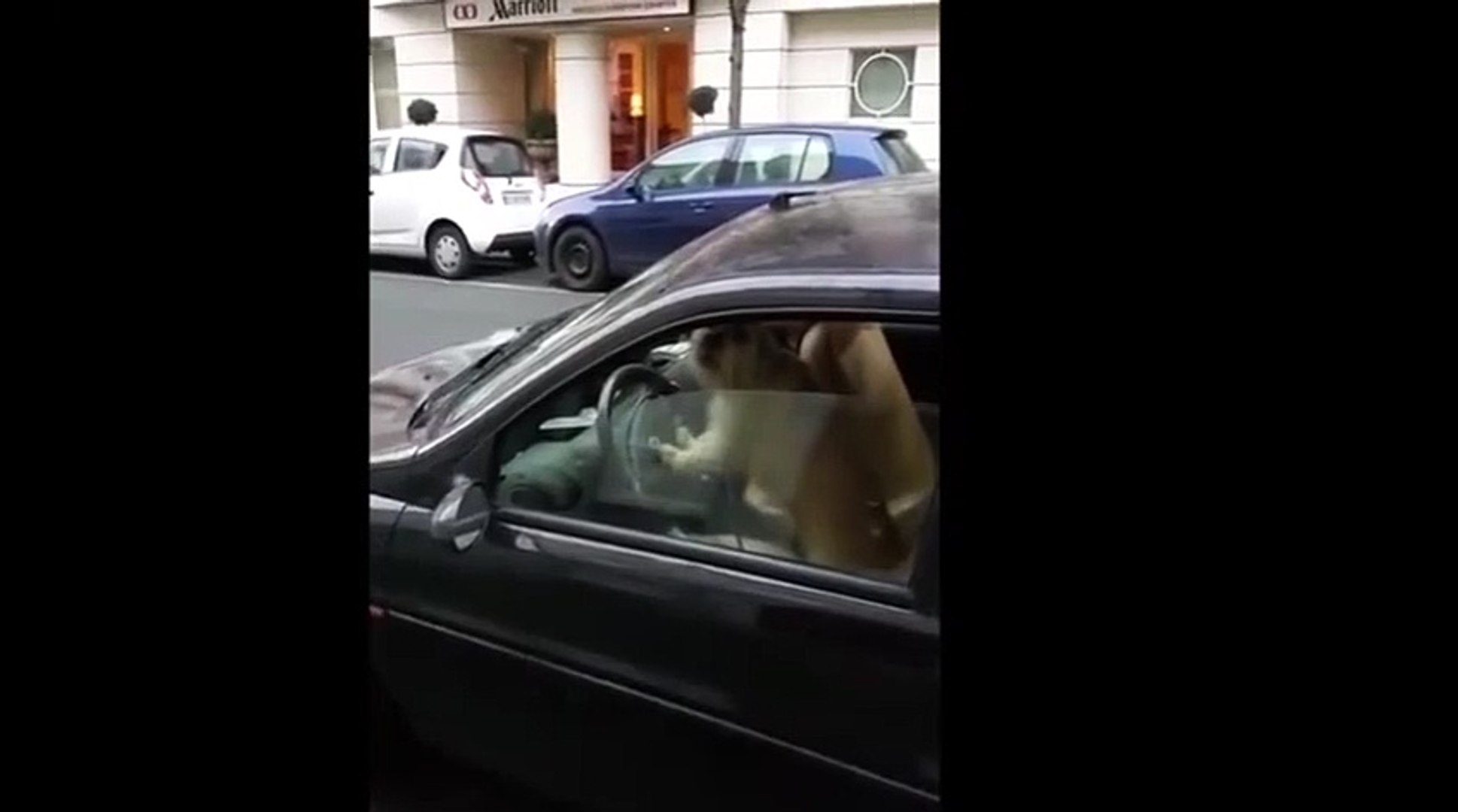 ⁣Мохнатый водитель !))смешные коты! смешные животные!  / fun! funny animals!  funny cats! humor!