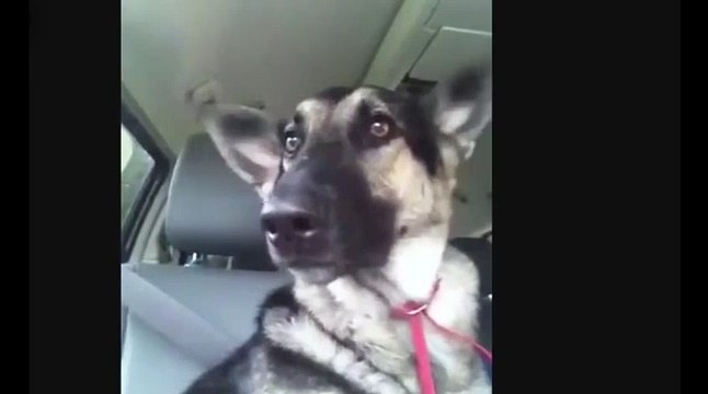 Музыкальные уши !))смешные коты! смешные животные! / fun! funny animals! funny cats! humor!