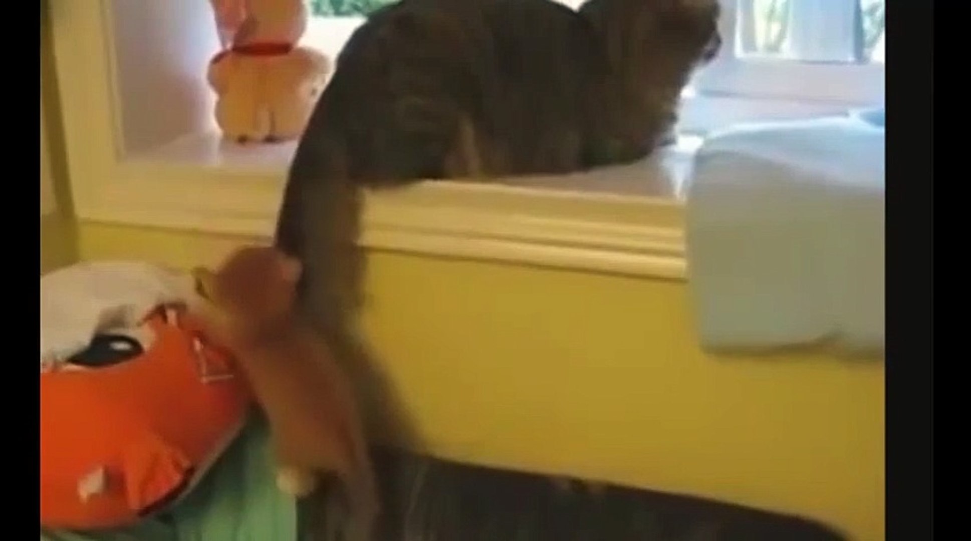 ⁣Победить хвост!))смешные коты! приколы! смешные животные!  / fun! funny animals!  funny cats! humor!
