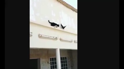 Неудачная охота !))смешные коты! смешные животные!  / fun! funny animals!  funny cats! humor!