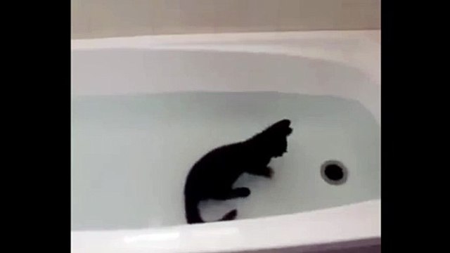 Кот амфибия !)) смешные коты! приколы! смешные животные! / fun! funny animals! funny cats! humor!