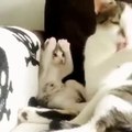 Kitten tries to copy momma cat bathing Funny Animals