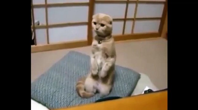 Наказали меня !))смешные коты! приколы! смешные животные! / fun! funny animals! funny cats! humor!