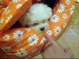 Ney, aventurillas de un bichón maltés, adventures of maltese puppy