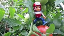 PAW PATROL Full Episode NICKELODEON CHASE & RYDER Hunt For Tomatos PARODY