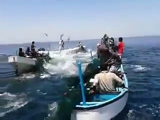 Fish Jumping into Fishing Boats Near Gaza