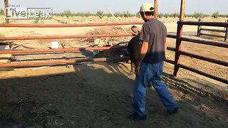 bullrider fail How not to mount a steer 101