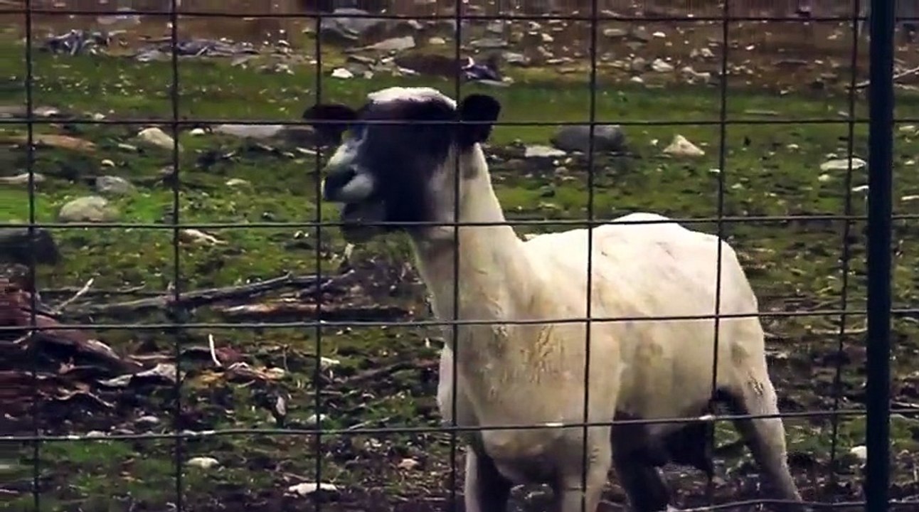 Funny Goats Screaming like Humans