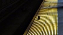 Rat attacks reporter on NYC subway platform