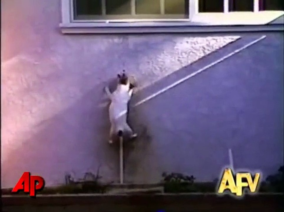 "America's Funniest Home Videos" Animal Clips