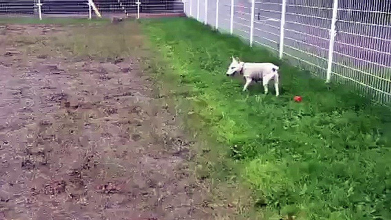 ブルテリアさくらのお部屋(Mブルテリア)