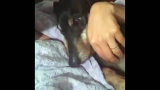 Soothing Lullaby Sends Dog to Sleep