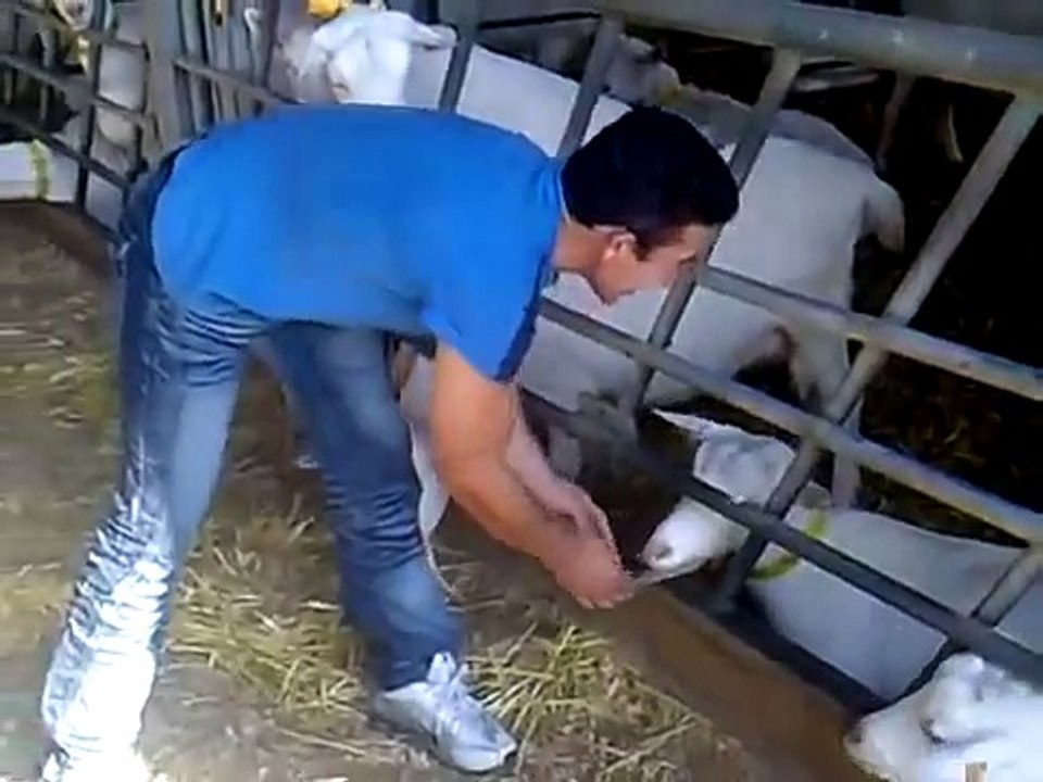 saanski kozi v belgiya.FLV