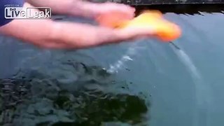 Man and Fish - Best Friends