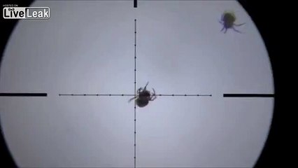 **SPIDER HUNTING (+)SNIPER(+) SPIDER HUNTING**