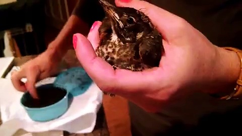 Feeding a Little Fledgling