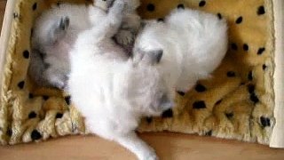 Spelende Ragdoll kittens 4 weken oud