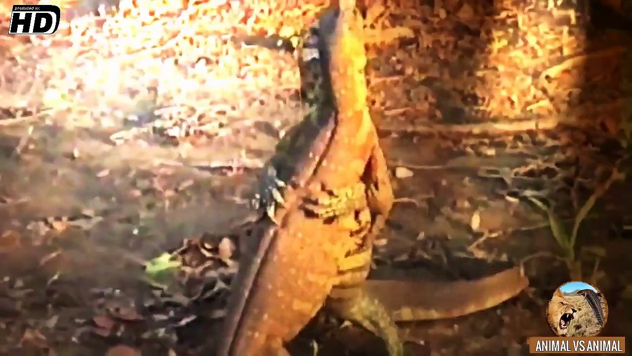 MONITOR LIZARD VS MONITOR LIZARD (Wrestling Fight to Death) - Animal vs Animal [HD]