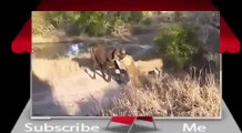 Lion vs Buffalo Real Fight To Death - Animal Fight TV