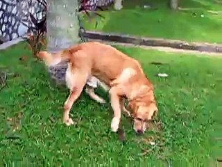 Cute Dog sniffing around