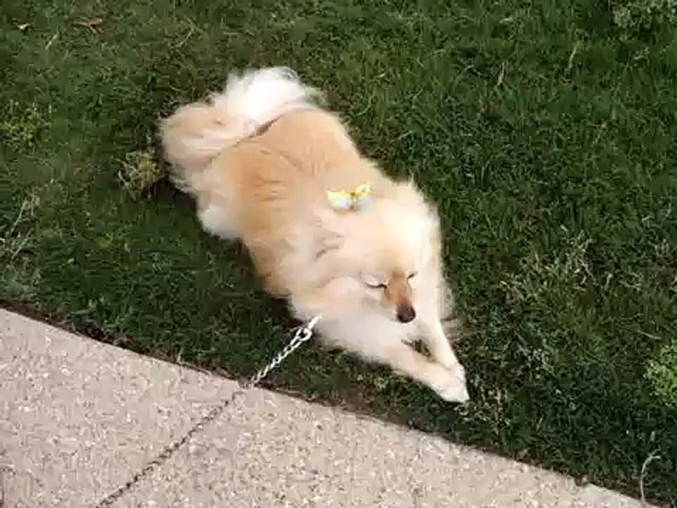 My Precious Dogs