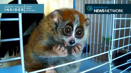 Meet the wildlife warriors saving the world's cutest primate