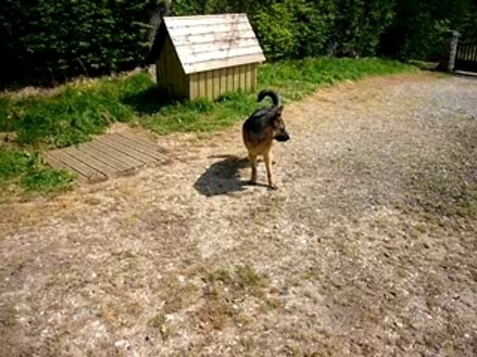 Mon chien est bizarre 2