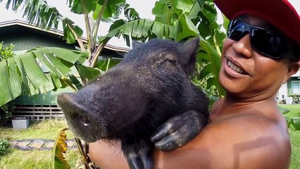 Karma Surfing Pig