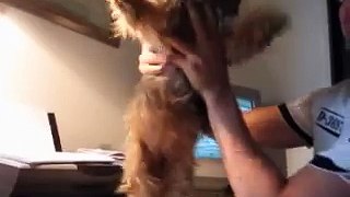 dancing dog torture