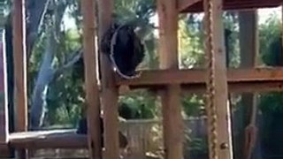 Orangutan Amuses Crowd at Zoo with Mock Suicide Attempt