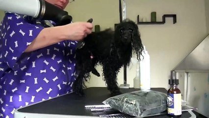 Prepping poodles for a dog show