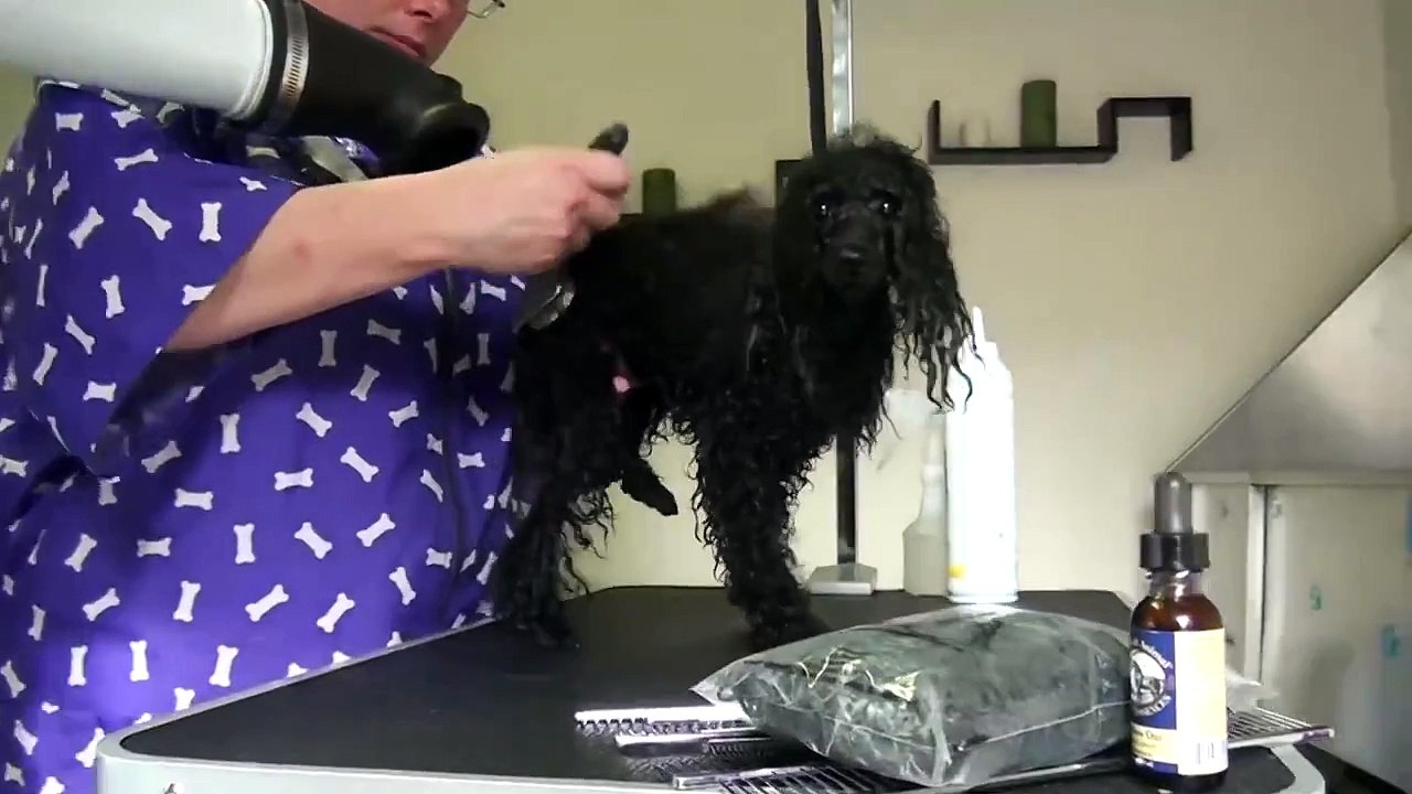 Prepping poodles for a dog show