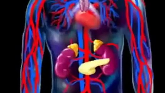 Endocrine System Animation - video dailymotion