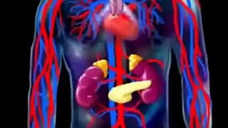 Endocrine System Animation
