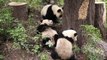 Baby pandas playing at the Chengdu Giant Panda Research Base