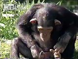 Weird Monkey Drinking Water